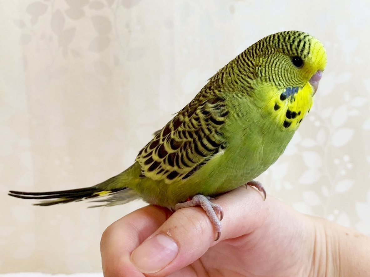 レッド